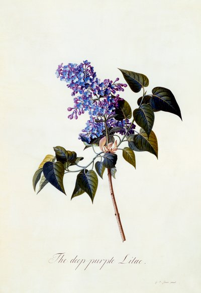 Syvän violetti lila. tekijältä "Georg Dionysius Ehret