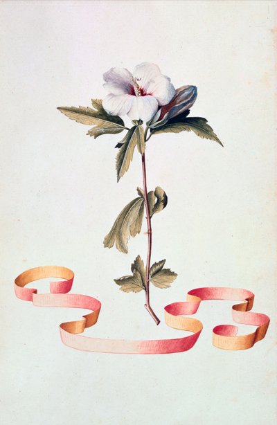 Valkoinen Hibiscus tekijältä Georg Dionysius Ehret