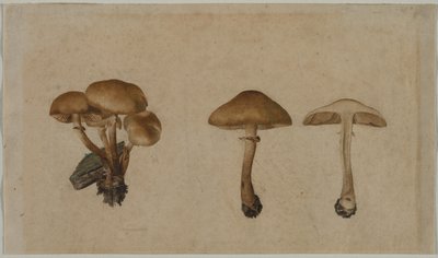 Sienet tekijältä Georg Wilhelm Baurenfeind