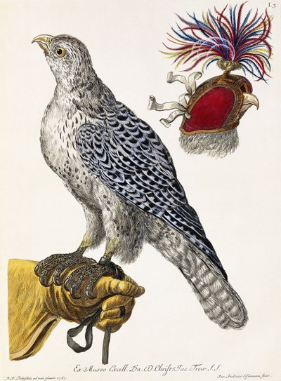 Falconry, levy 3, teoksesta "Delights of Nature Selected", 1771 tekijältä Georg Wolfgang Knorr