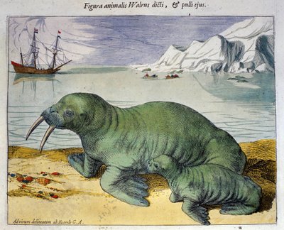 Esitys mursusta, polaarieläin. Kaiverrus Braun & Hogenbergin Atlasista, Amsterdam 1590 tekijältä Georg Braun and Hogenberg Franz