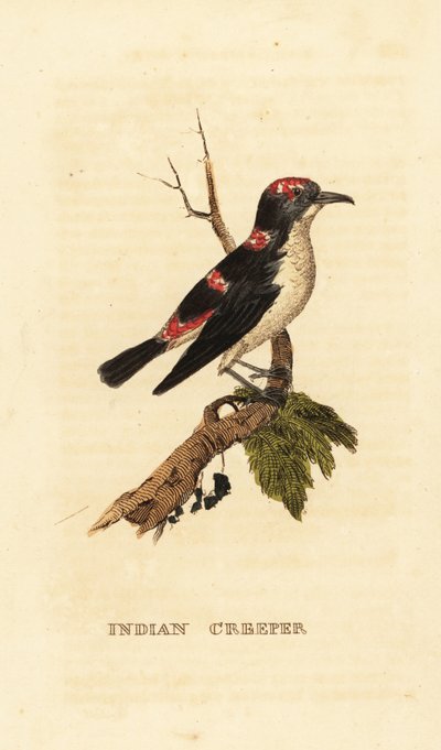 American treecreeper tai ruskea creeper, Certhia americana tekijältä George (after) Edwards