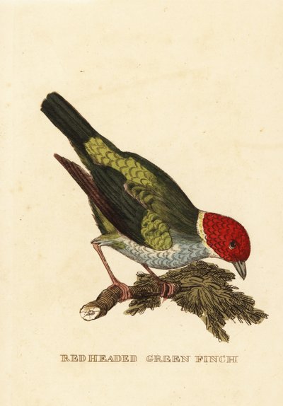 Bay-head tanager, Tangara gyrola tekijältä George (after) Edwards
