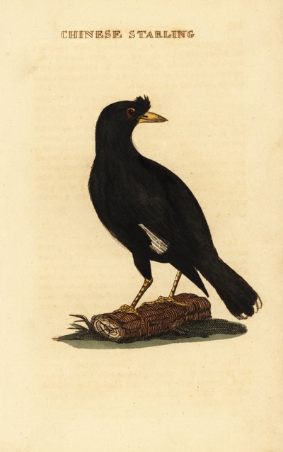 Crested myna, Acridotheres cristatellus tekijältä George (after) Edwards