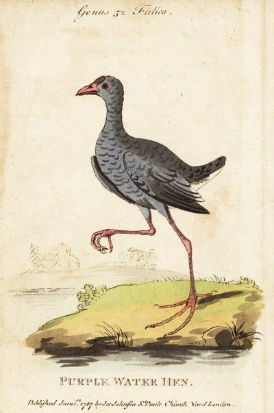 Harmaapäinen suo, Porphyrio poliocephalus tekijältä George (after) Edwards