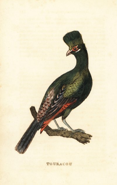 Guinea turaco tai vihreä turaco, Tauraco persa tekijältä George (after) Edwards