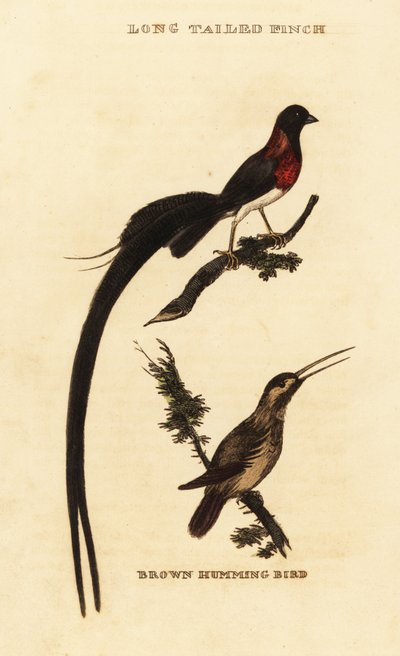 Pitkähäntäparatiisi Whydah, Vidua paradisaea ja rufous kolibri, Selasphorus rufus tekijältä George (after) Edwards