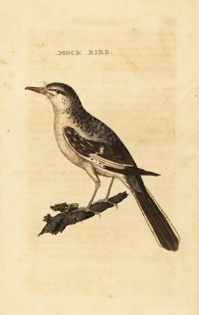 Pohjoinen pilkkalintu, Mimus polyglottos tekijältä George (after) Edwards