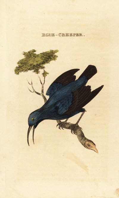 Purppura hunajakoru, Cyanerpes caeruleus tekijältä George (after) Edwards