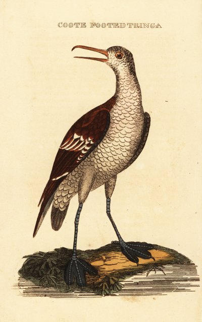 Punakaulainen phalarope, Phalaropus lobatus tekijältä George (after) Edwards