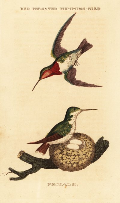 Rubiinikurkku kolibri, Archilochus colubris tekijältä George (after) Edwards
