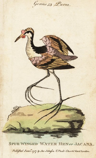 Wattled jacana, Jacana jacana tekijältä George (after) Edwards