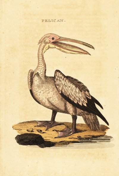 Valkoinen pelikaani, Pelecanus onocrotalus tekijältä George (after) Shaw