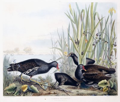 Common Gallinule (Moorhen) (uros, naaras ja nuori), n. 1841 (käsinvärinen kaiverrus) tekijältä George (after) Shield