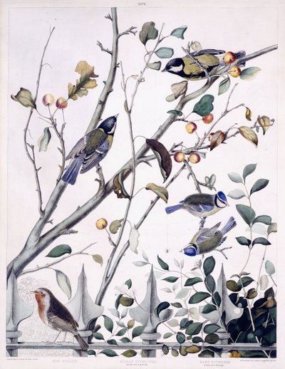 Red Breast (Robin), isitiainen (uros ja naaras) ja sinitiainen (uros ja naaras), n. 1841 (käsinvärinen kaiverrus) tekijältä George (after) Shield