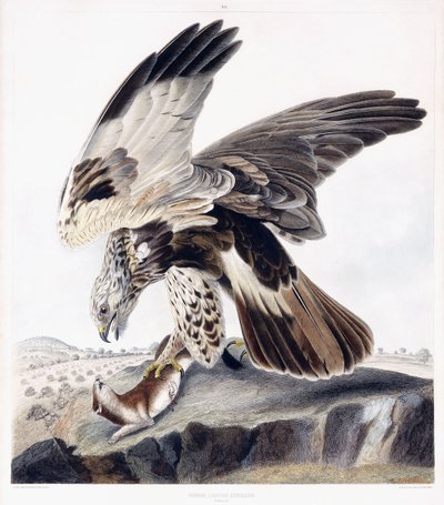Rough Legged Buzzard (naaras), n. 1841 (käsinvärinen kaiverrus) tekijältä George (after) Shield