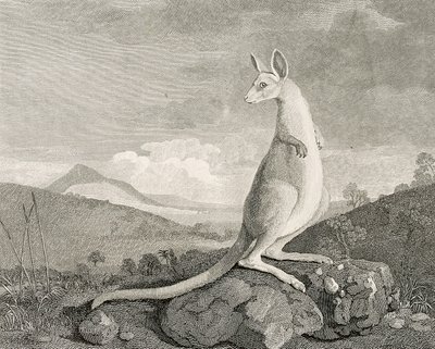 Uuden Hollannin rannikolta löytynyt eläin, nimeltään Kanguroo", noin 1773 (kaiverrus, etsaus). tekijältä George (after) Stubbs