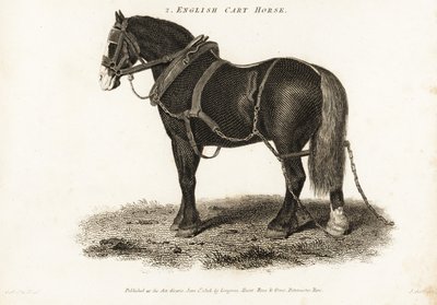 English Cart Horse tai Shire vetohevonen. tekijältä George (after) Stubbs