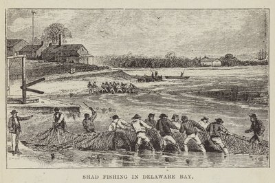 Shad Fishing Delaware Bayssä tekijältä George Augustus Sala