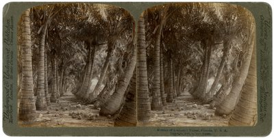 Avenue of Coconut Palms, Florida, USA, 1891. tekijältä George Barker