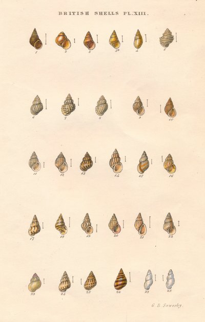 British Shells, c1859. tekijältä George Brettingham Sowerby