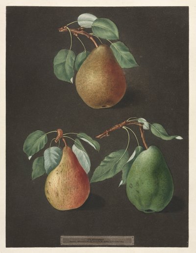 Pomona Britannica: No. 82 - Päärynät, 1807. tekijältä George Brookshaw