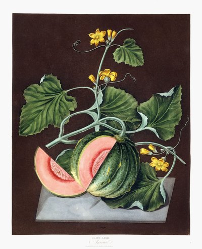 Pumpkin, 1812 tekijältä George Brookshaw