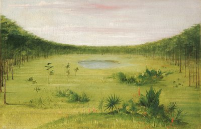 Kaunis savanni Floridan mäntymetsissä tekijältä George Catlin