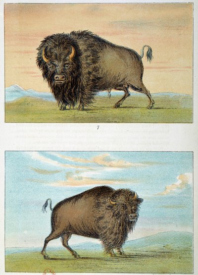 Bison, uros ja naaras, Yhdysvallat. Kuvitus George Catlin (1794-1872) tekijältä George Catlin