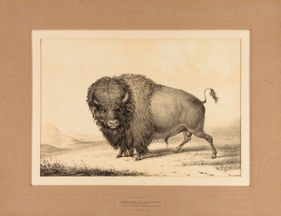 Buffalo Bull - nro 2 tekijältä George Catlin
