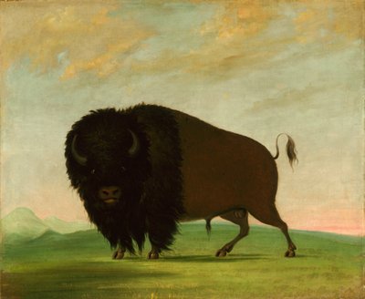Buffalo Bull, laiduntaminen preerialla, 1832-1833. tekijältä George Catlin