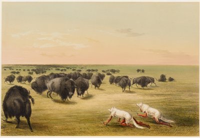 Biisoninmetsästys valkoisen sudennahan alla tekijältä George Catlin
