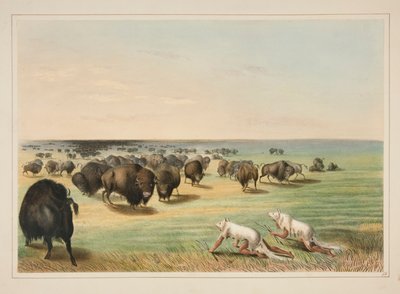 Buffalo Hunt, Under the White Wolf Skin, pl. 13 Pohjois-Amerikan intiaaniportfoliosta tekijältä George Catlin