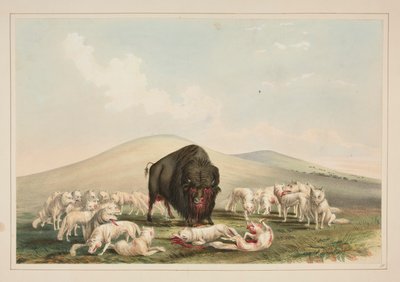 Buffalo Hunt, White Wolves hyökkää Buffalo Bull, pl. 10 Pohjois-Amerikan intiaaniportfoliosta tekijältä George Catlin