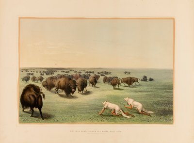 Puhvelinmetsästys, valkoisen suden nahan alla--no 13. tekijältä George Catlin