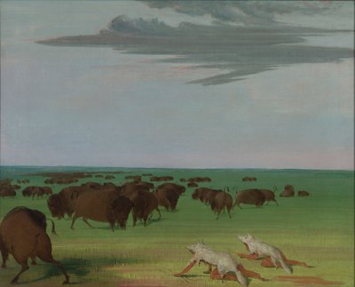 Buffalo Hunt suden ihonaamion alla, 1832-1833. tekijältä George Catlin