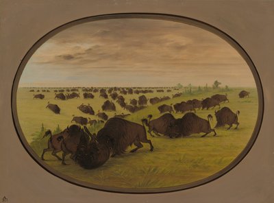 Bulls Fighting, 18611869. tekijältä George Catlin