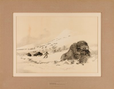 Kuoleva puhveli - nro 17 tekijältä George Catlin