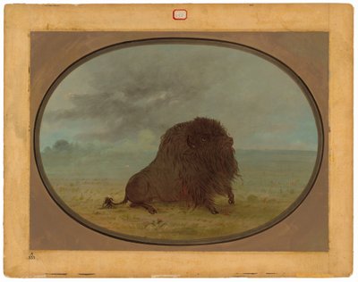 Kuoleva Buffalo Bull tekijältä George Catlin