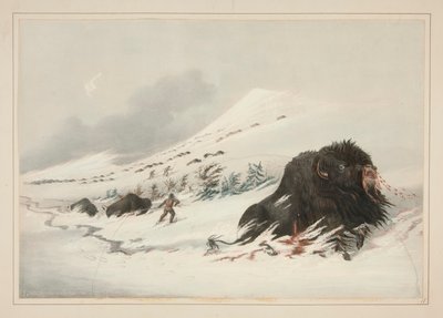 Dying Buffalo Bull, Snow Drift, pl. 17 Pohjois-Amerikan intiaaniportfoliosta tekijältä George Catlin
