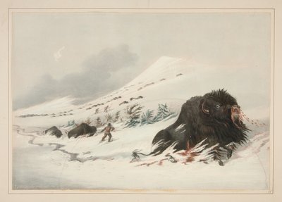 Kuoleva biisonihärkä lumikinoksessa, taulu 17 teoksesta North American Indian Portfolio tekijältä George Catlin