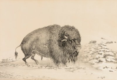 Vakavasti haavoittunut puhveli - nro 16. tekijältä George Catlin