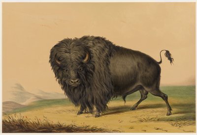 Amerikanbiisoni tekijältä George Catlin