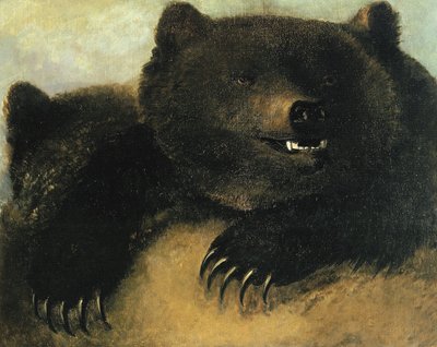 Harmaakarhun aseet ja ruumiinrakenne tekijältä George Catlin
