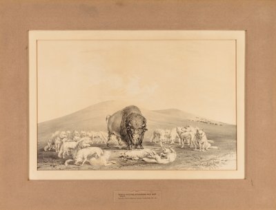 Valkoiset sudet hyökkäävät vanhan Buffalon kimppuun - nro 10. tekijältä George Catlin