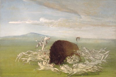 Valkoiset sudet hyökkäävät puhvelisonnin kimppuun tekijältä George Catlin