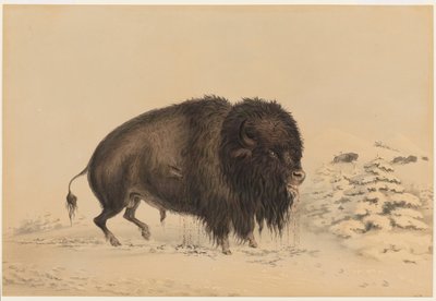 Haavoittunut biisonihärkä tekijältä George Catlin