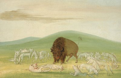 Valkoisten susien ympäröimä haavoittunut puhvelihärkä tekijältä George Catlin