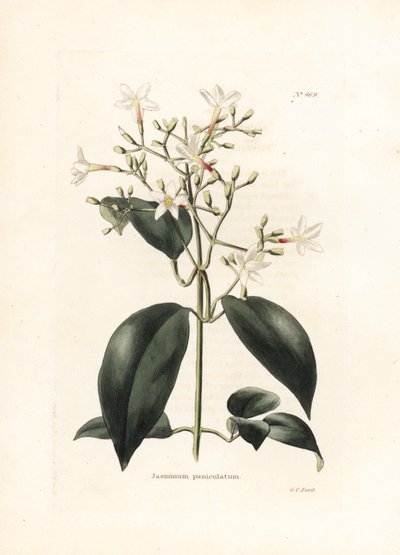 Jasmin (Jasminum paniculatum) - George Cooken litografia, brittiläiselle Conrad Loddiges Botanical Cabinet -lehdelle (1738-1826) tekijältä George Cooke
