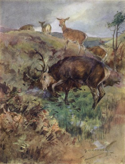 Kuvitus kirjaan The Story of a Red Deer (väri litho) tekijältä George Denholm Armour